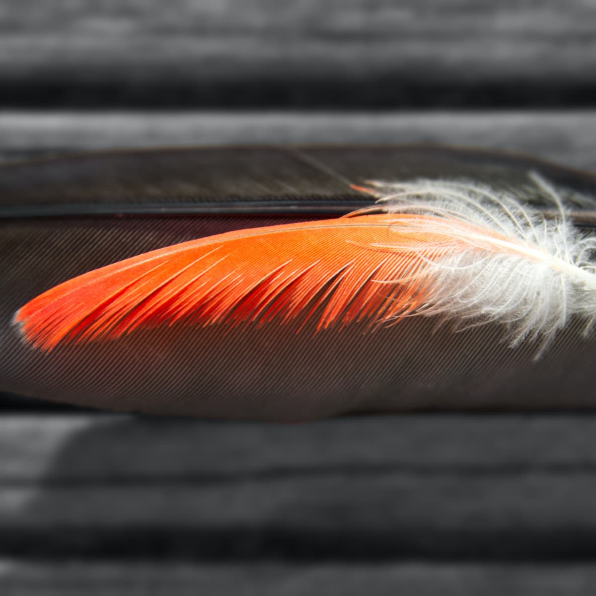 Blood Feathers in Birds: Pulling Feathers vs. Styptic Powder - PetHelpful