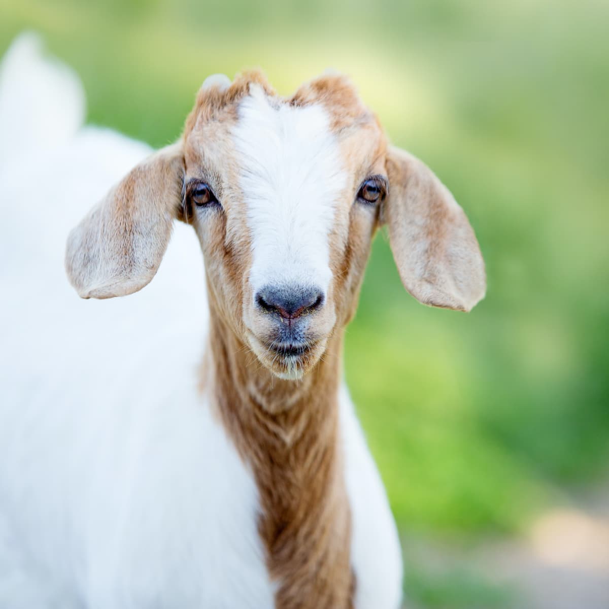 Pakistani Goat Breeds