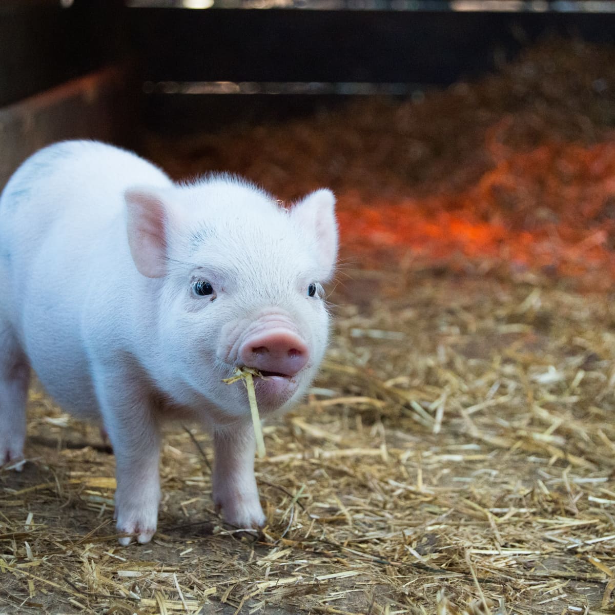 Cute Piggy Sleeping, Fairy Garden, Mini Pig, Miniature Pig, Tiny Pig