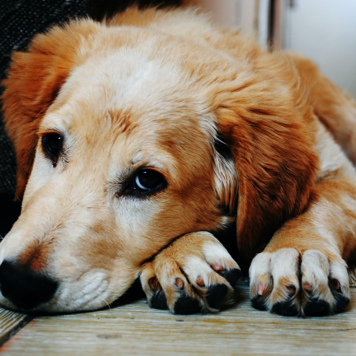 15 Signs A Dog Is Dying: What To Do When Your Dog'S Health Declines -  Pethelpful