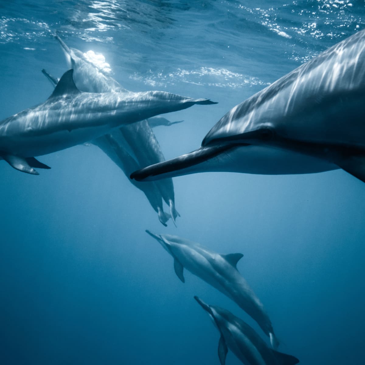 Inside look into world's longest-running dolphin conservation program