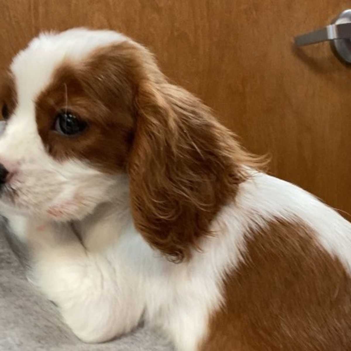 Can Dogs Die From Pneumonia