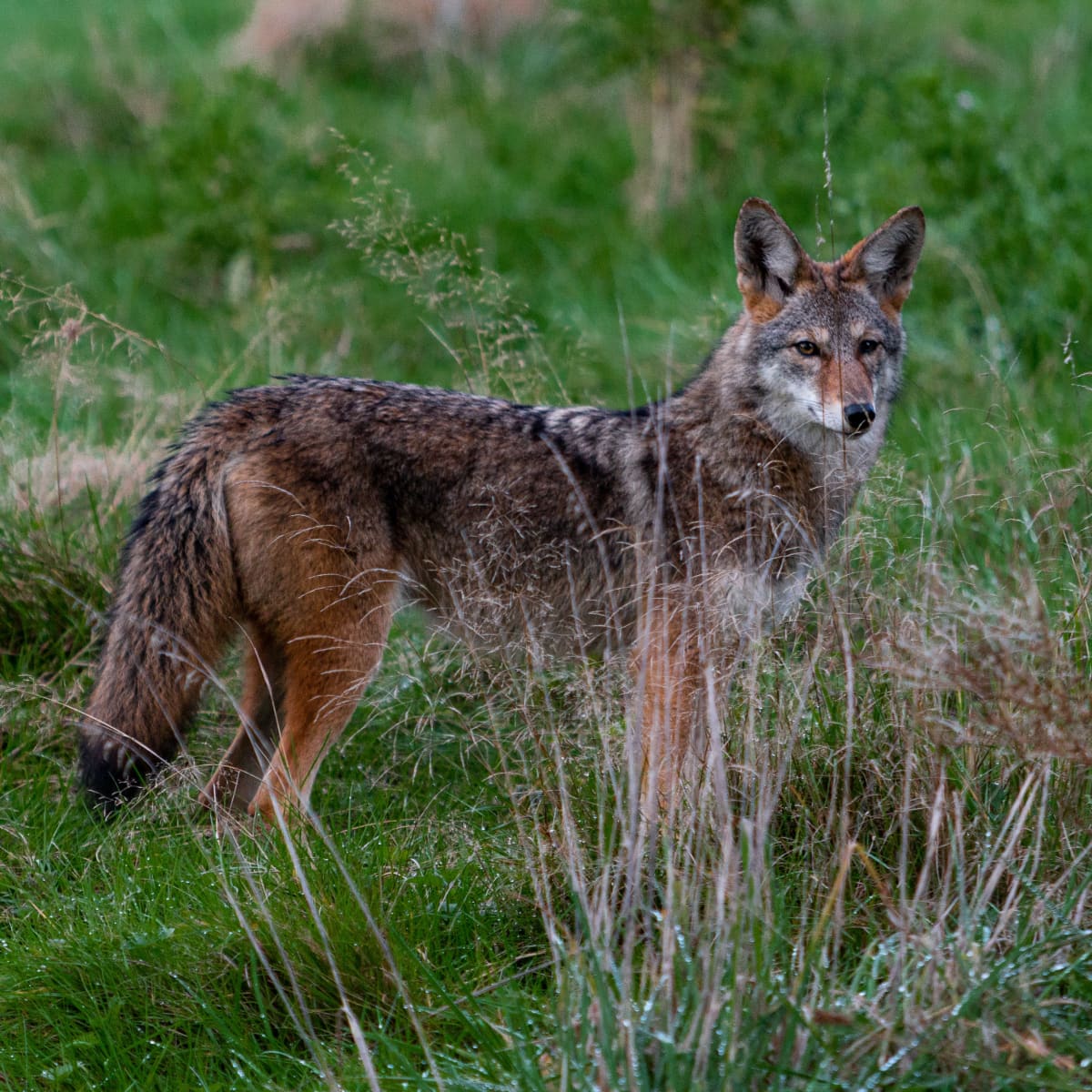 how dangerous are coyotes to dogs