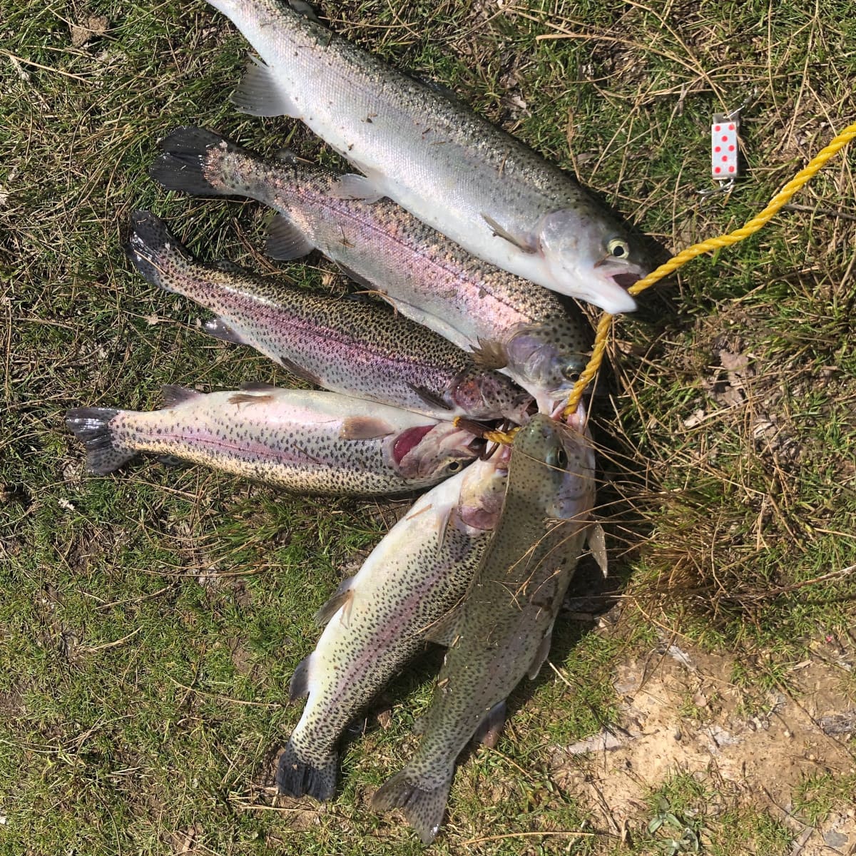 The Real Secret to Trout Fishing: My Dad's Legendary Lure - SkyAboveUs