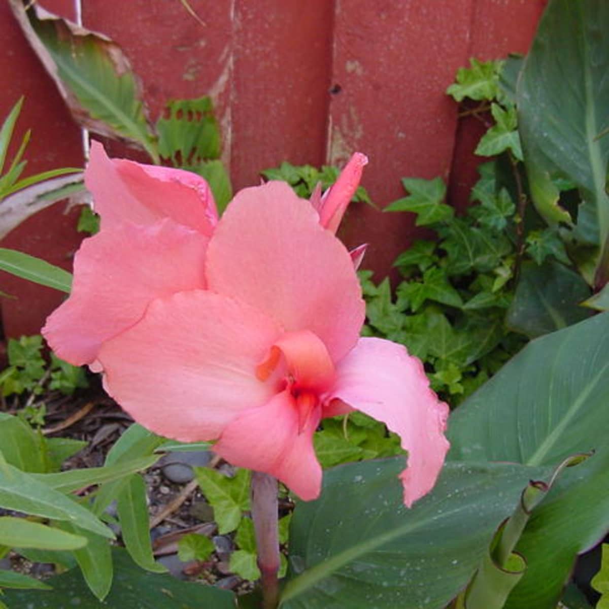 How to Grow Canna Lilies From Seed - Dengarden