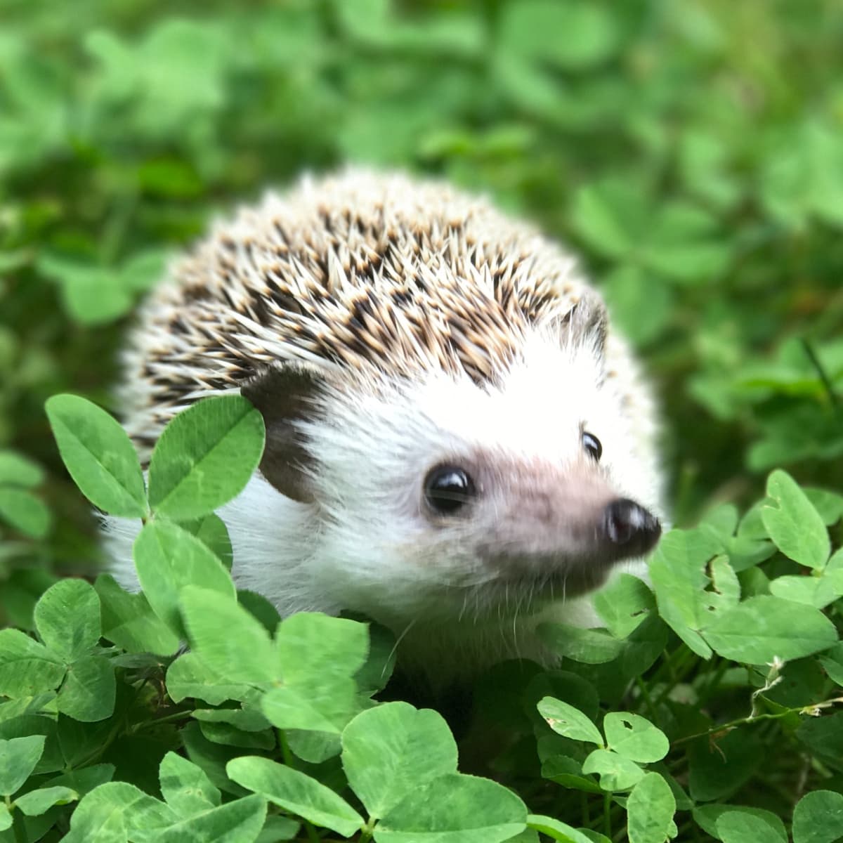 really cute hedgehogs