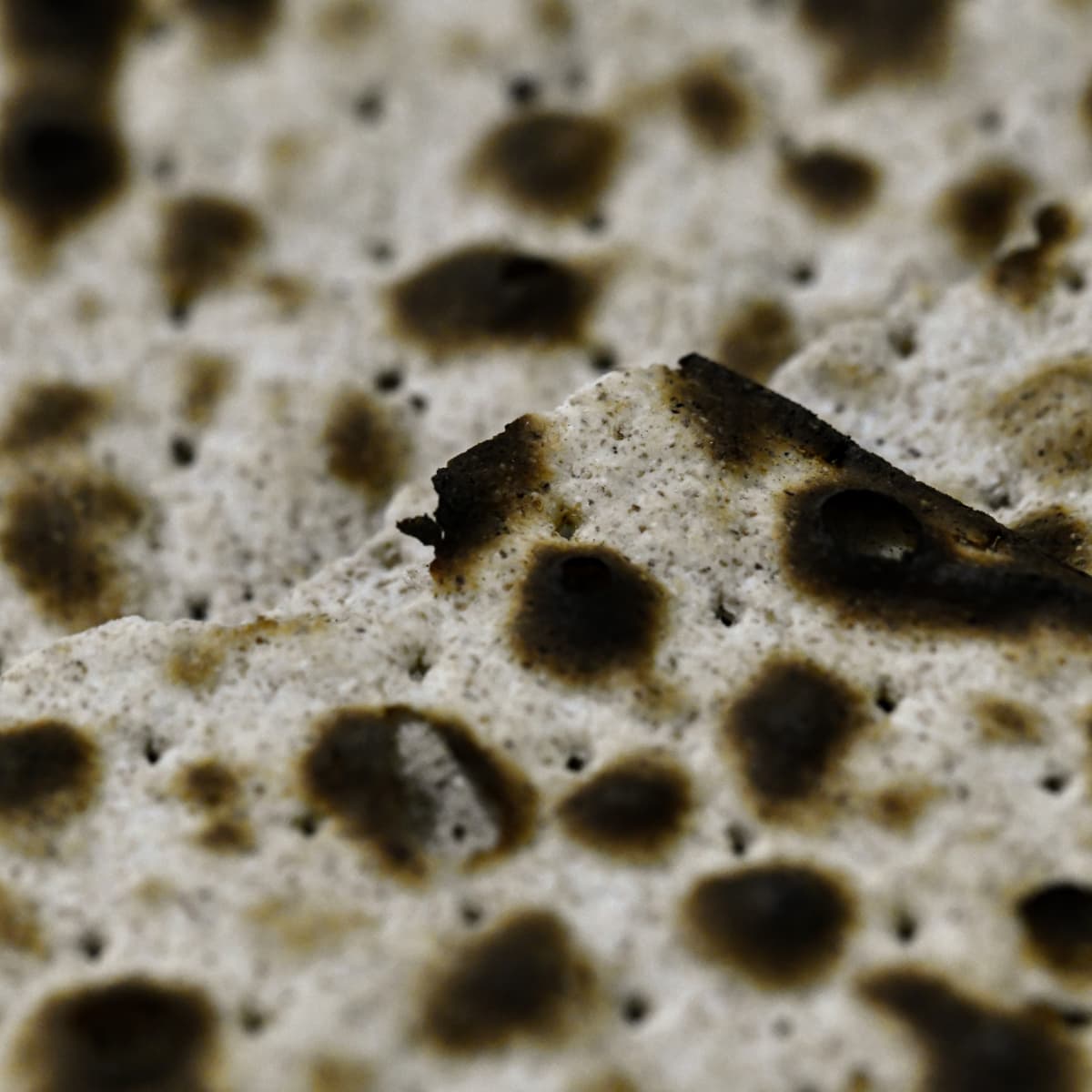 black mold spores