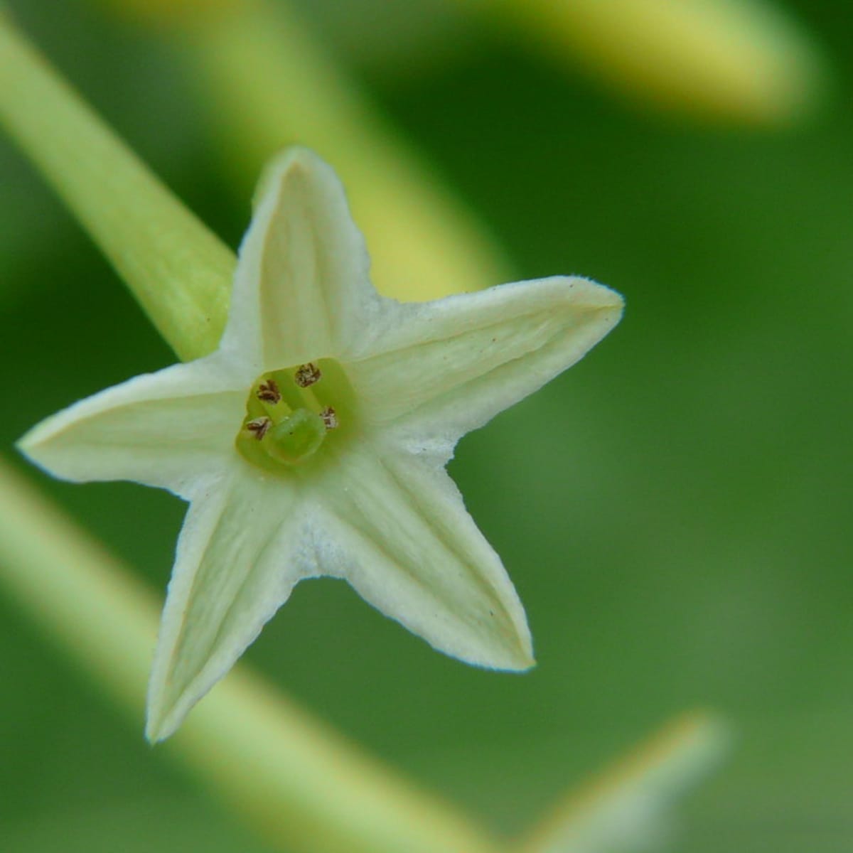 How to Grow and Care for Night-Blooming Jasmine