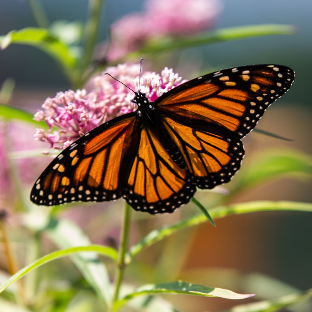 Grow Milkweed to Attract Monarch Butterflies to Your Garden