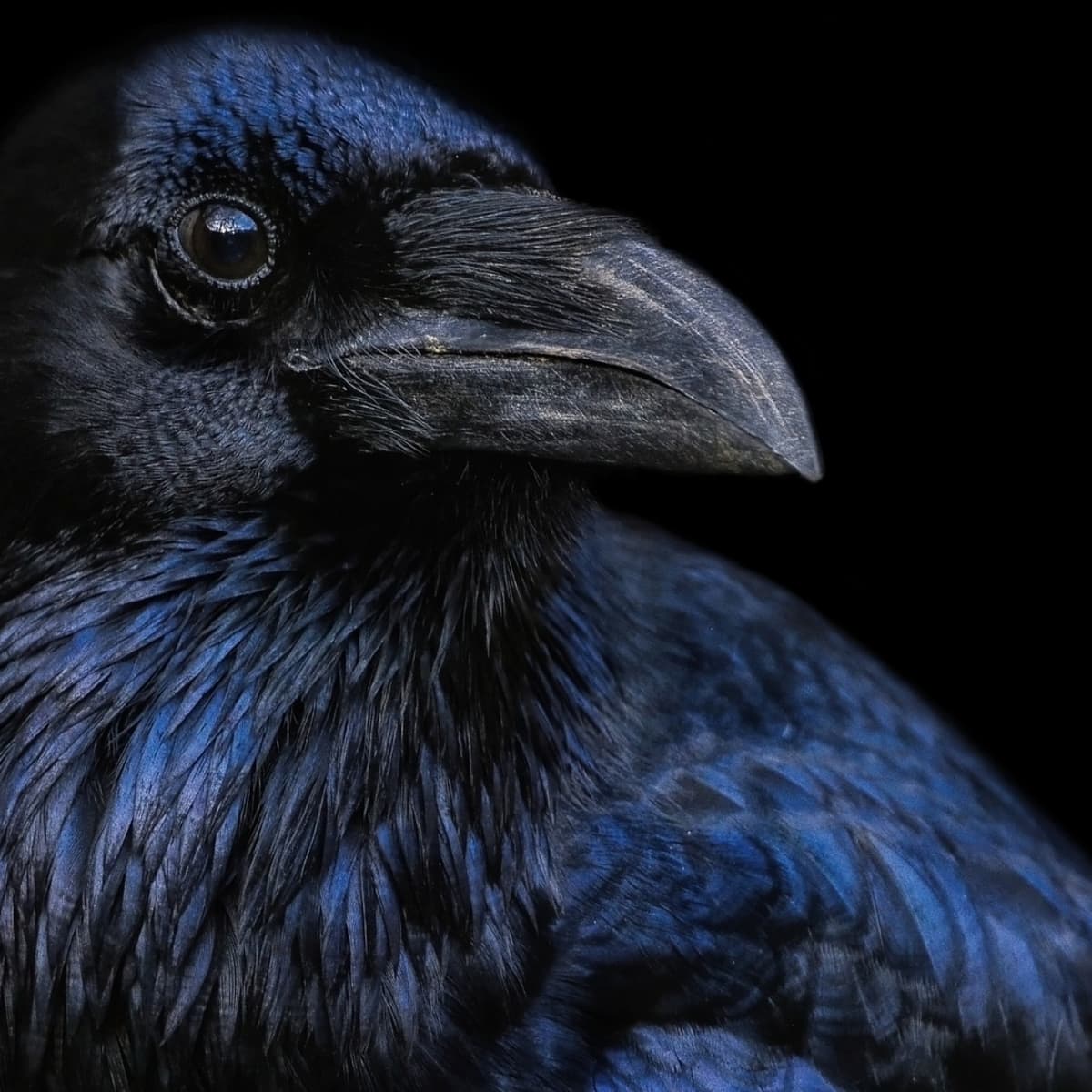 Bird Symbolism, Spiritual Meanings, and Omens Explained - Exemplore