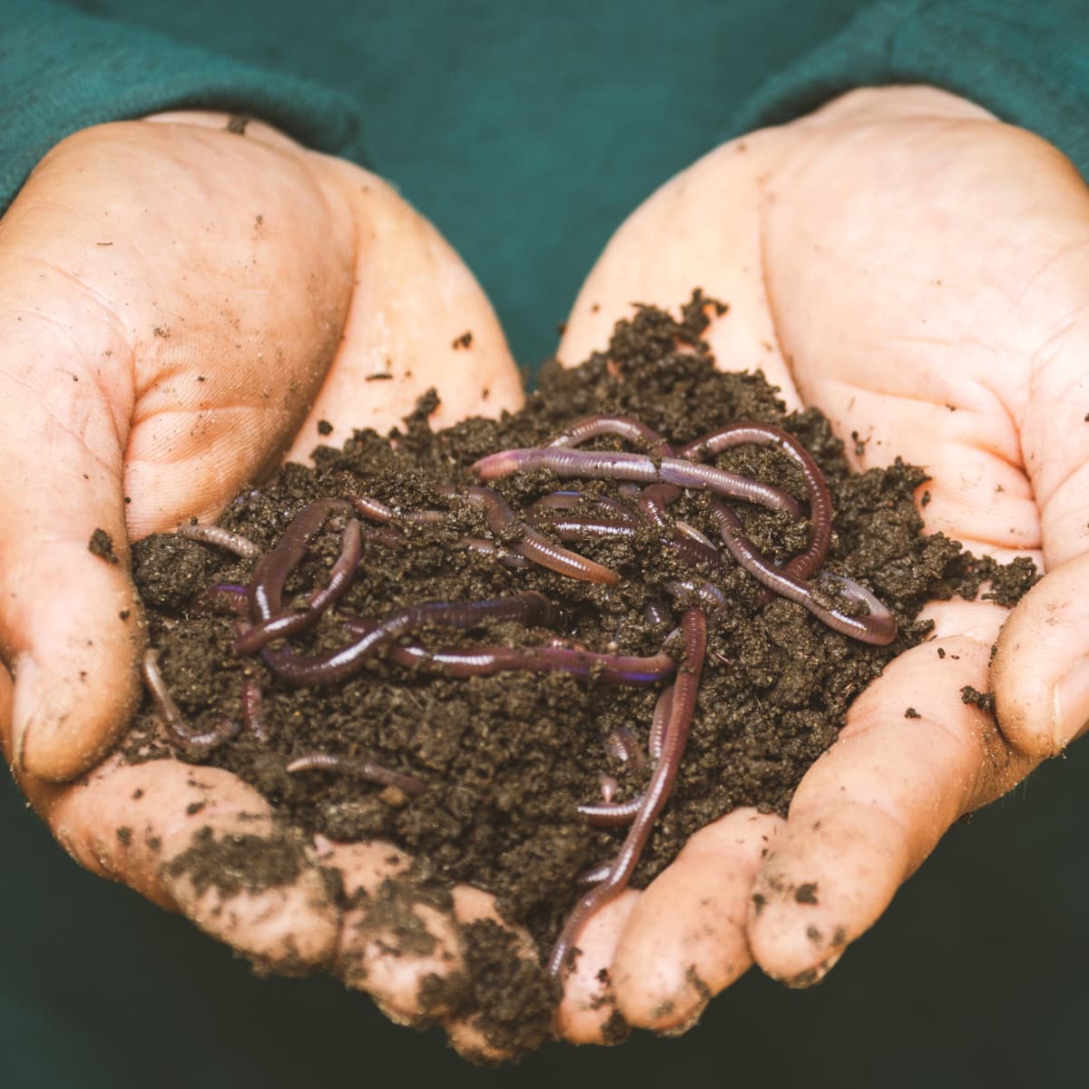 How to catch worm - Animals  Earthworms, Worms, Vermiculture