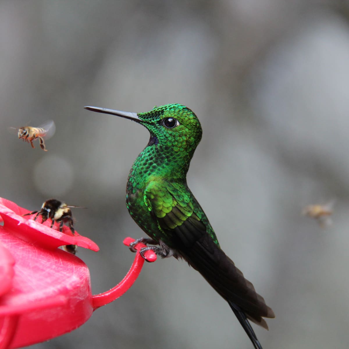 This is another simple way to create your own handheld hummingbird fee