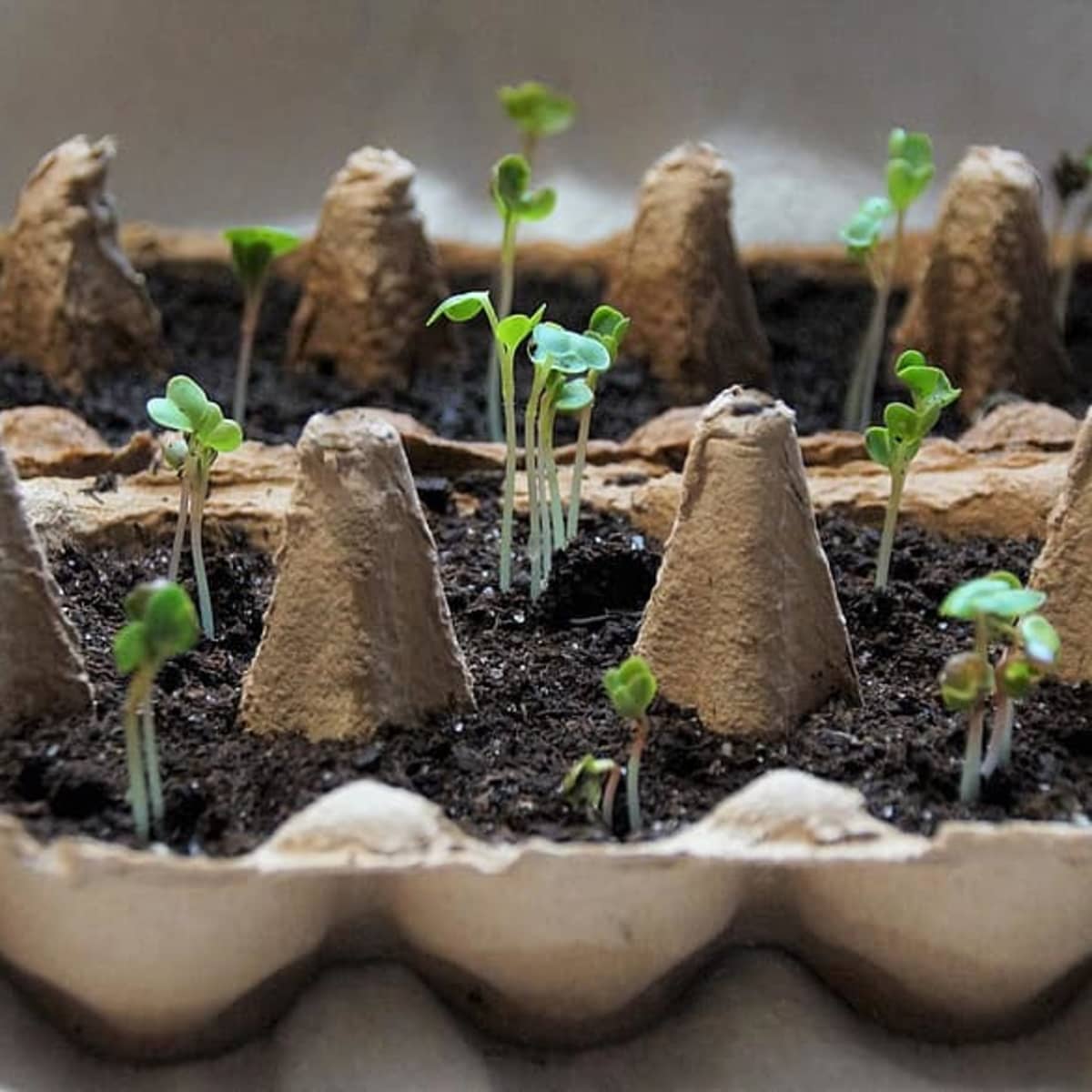 close up of seedlings growing in reuse tin cans, egg box and
