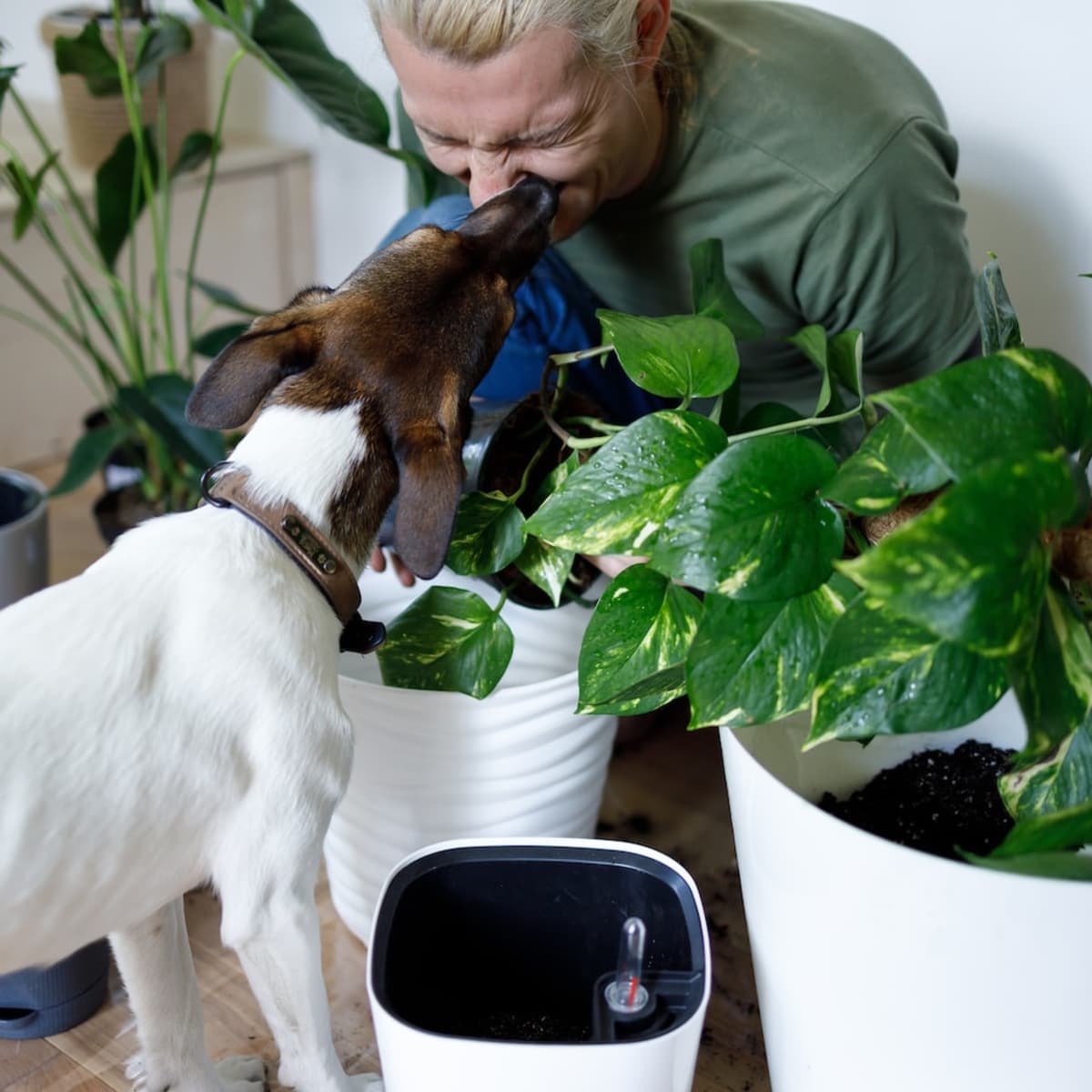 Common Plants Toxic To Dogs & Cats - Family Dog Naturals