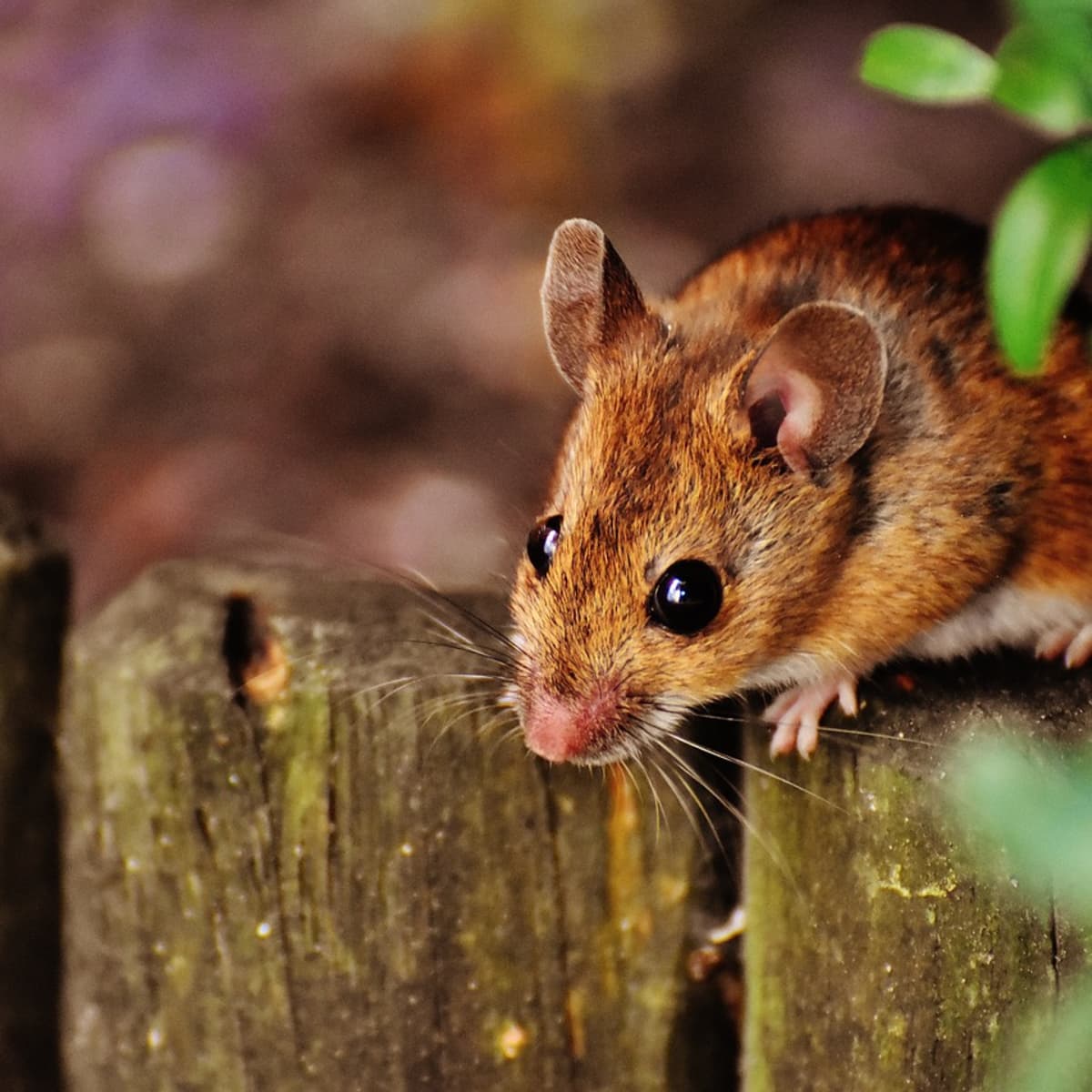 Mouse and Rat Poison: What They're Not Telling Us - Dengarden