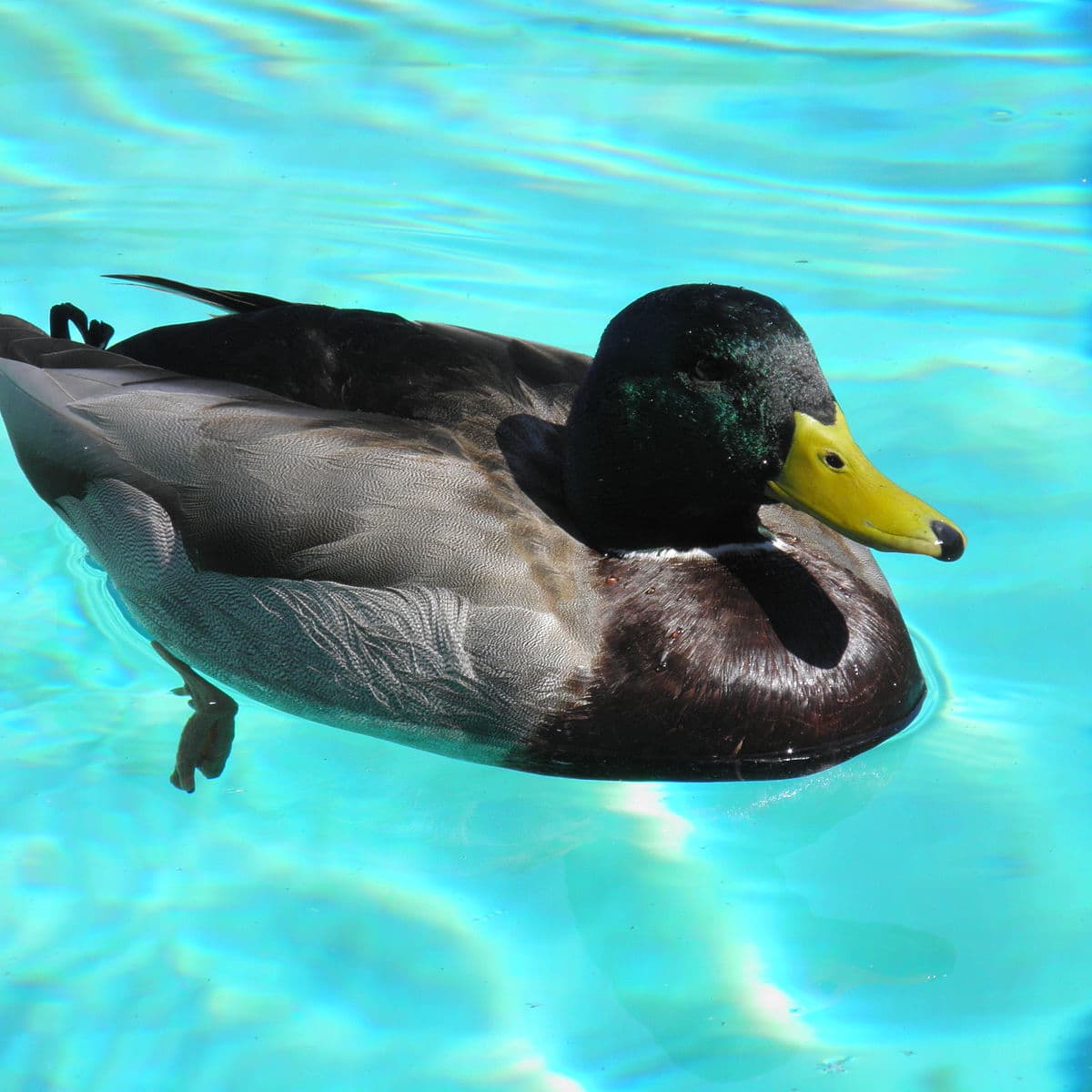 14 Simple Tips for Keeping Ducks Away From Your Pool