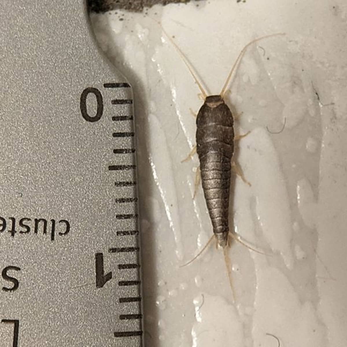 How to Get Rid of Silverfish Infestation