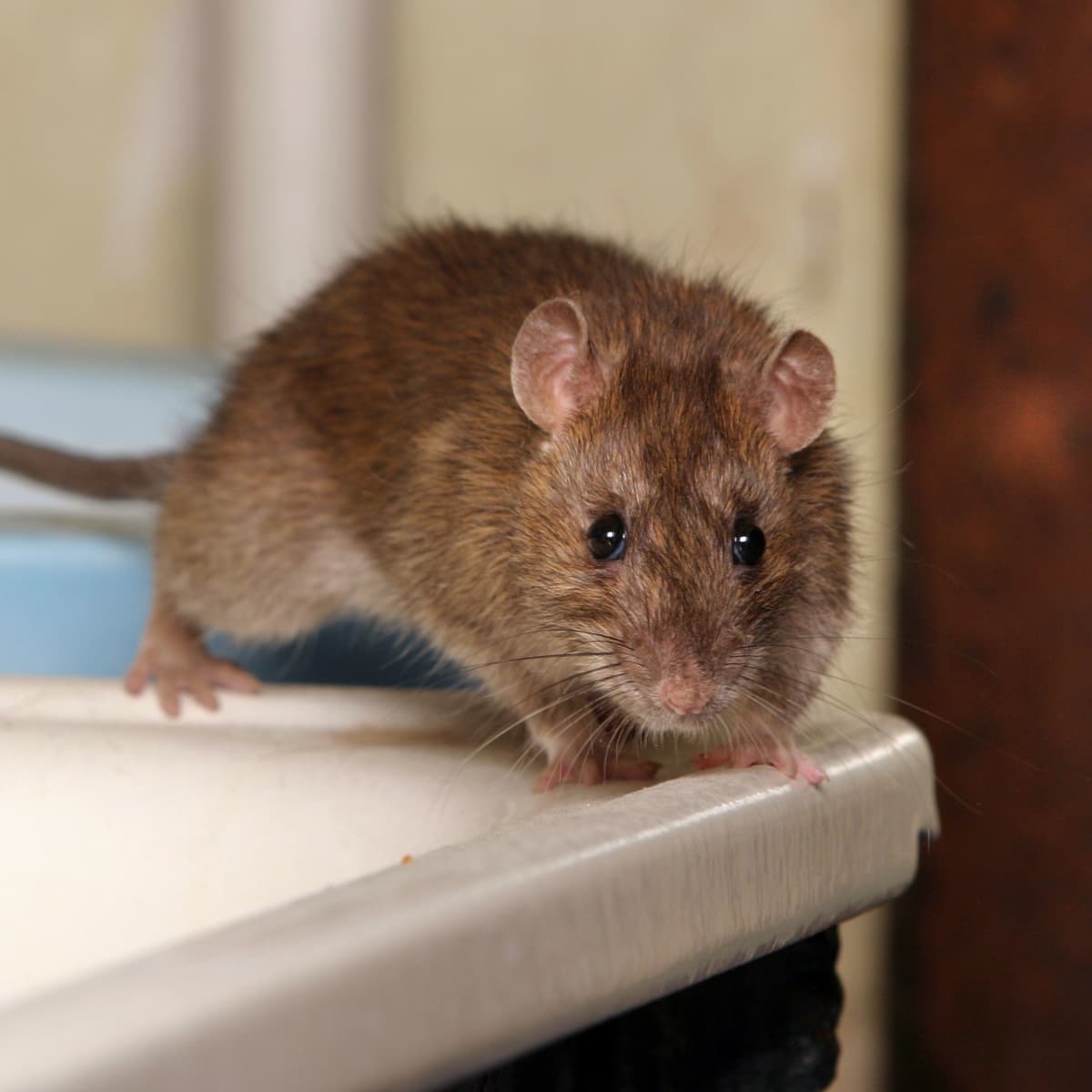 How to Get Rid of Rats With Homemade Poison - Dengarden