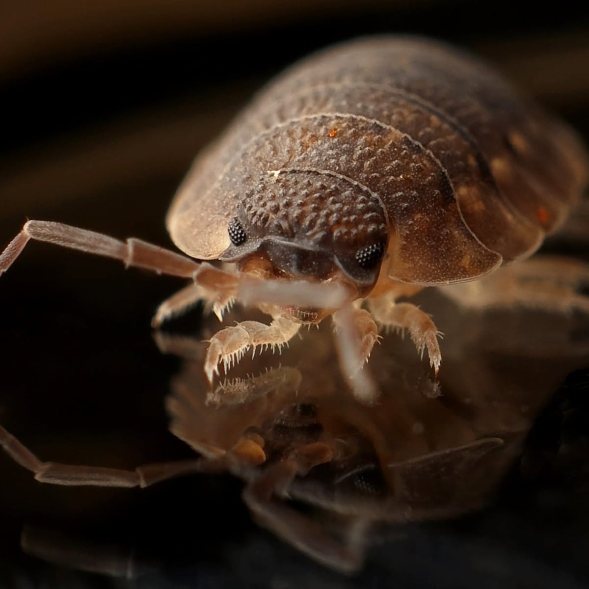 How to Identify Bedbugs and Distinguish Them From Other Pests - Dengarden