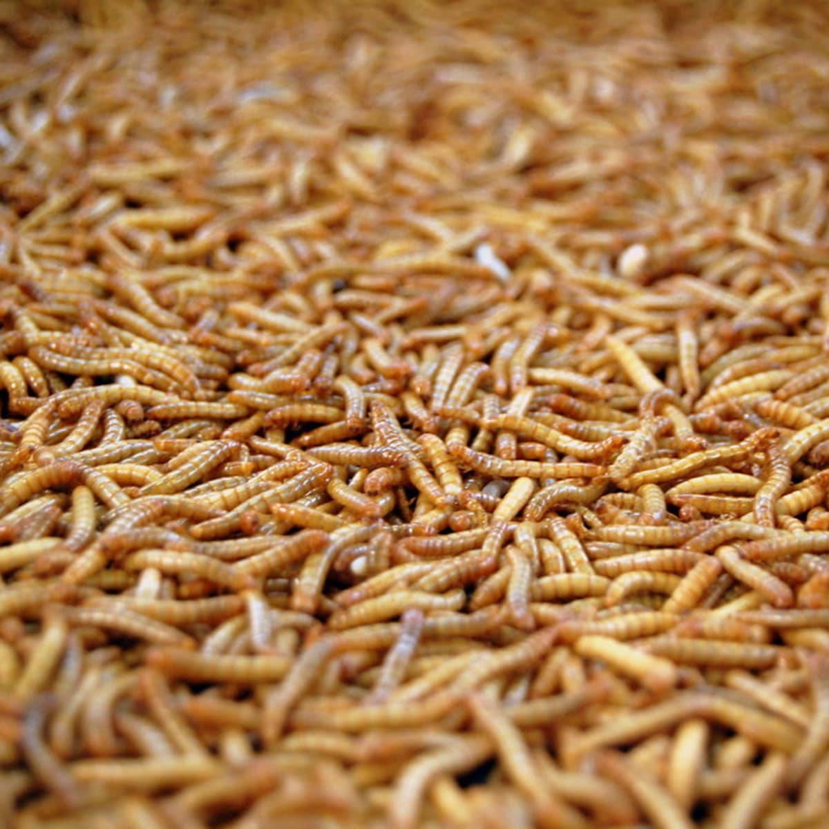 What Are Maggots And How To Get Rid Of