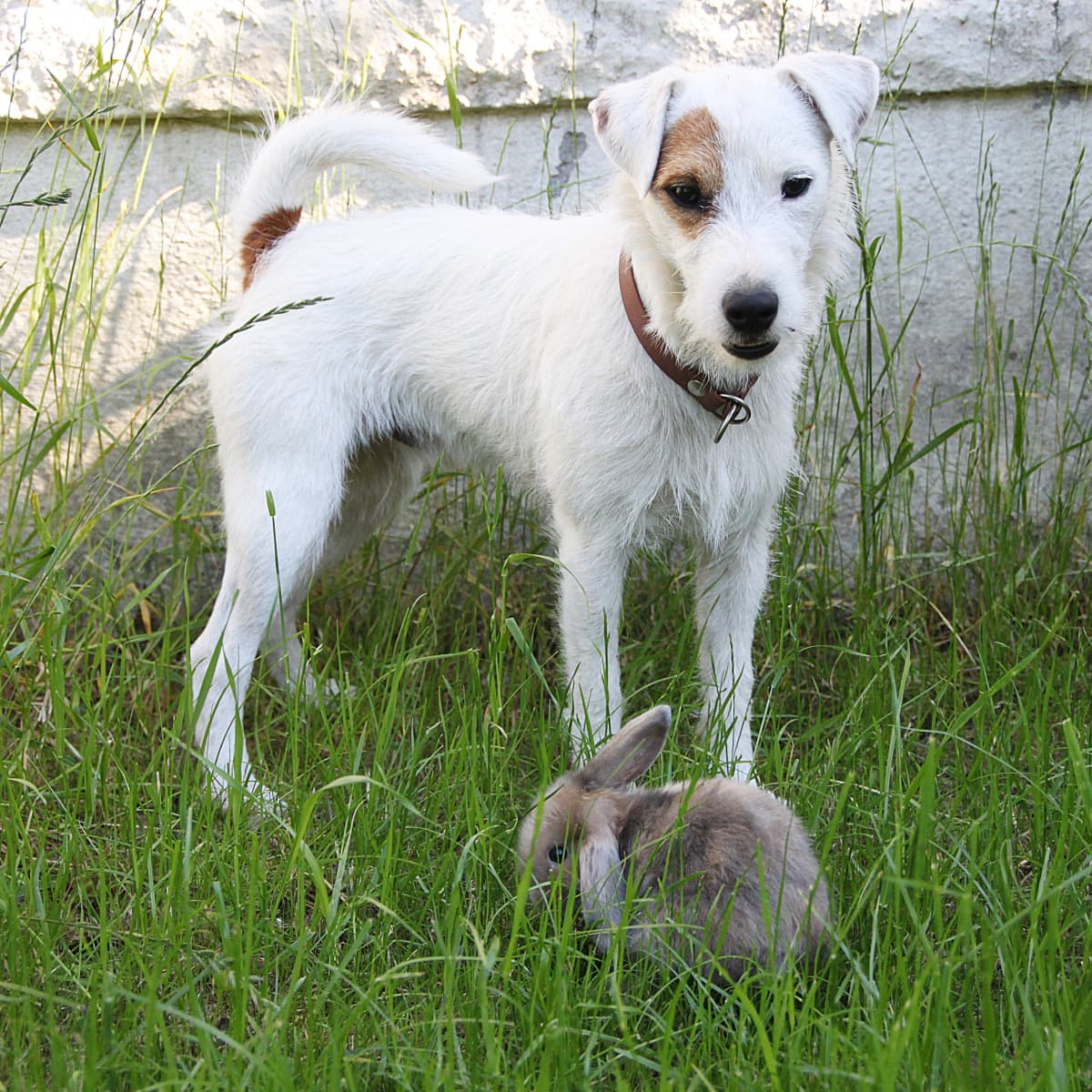 is bunny poop bad for dogs