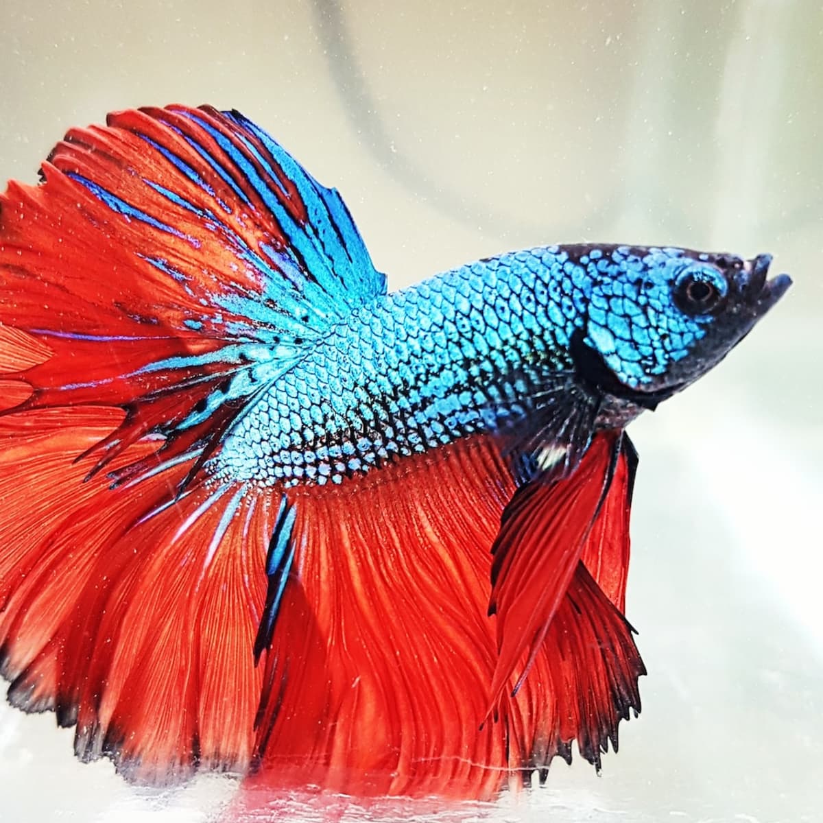 Should You Rescue Betta Fish From Stores? - PetHelpful