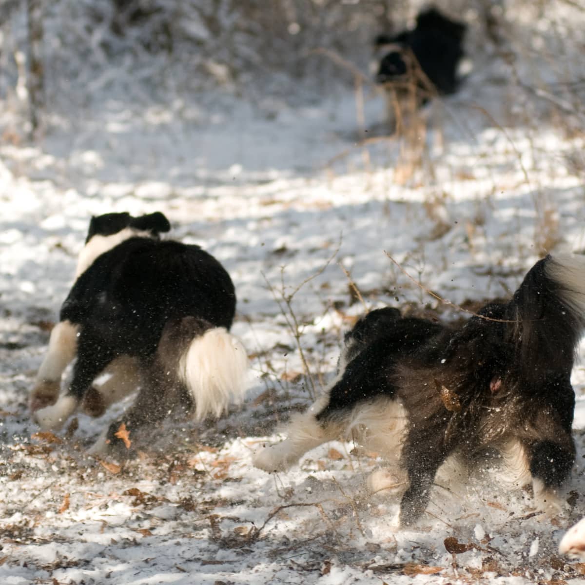 These Are the Most Popular Names for Dogs and Cats - Parade Pets