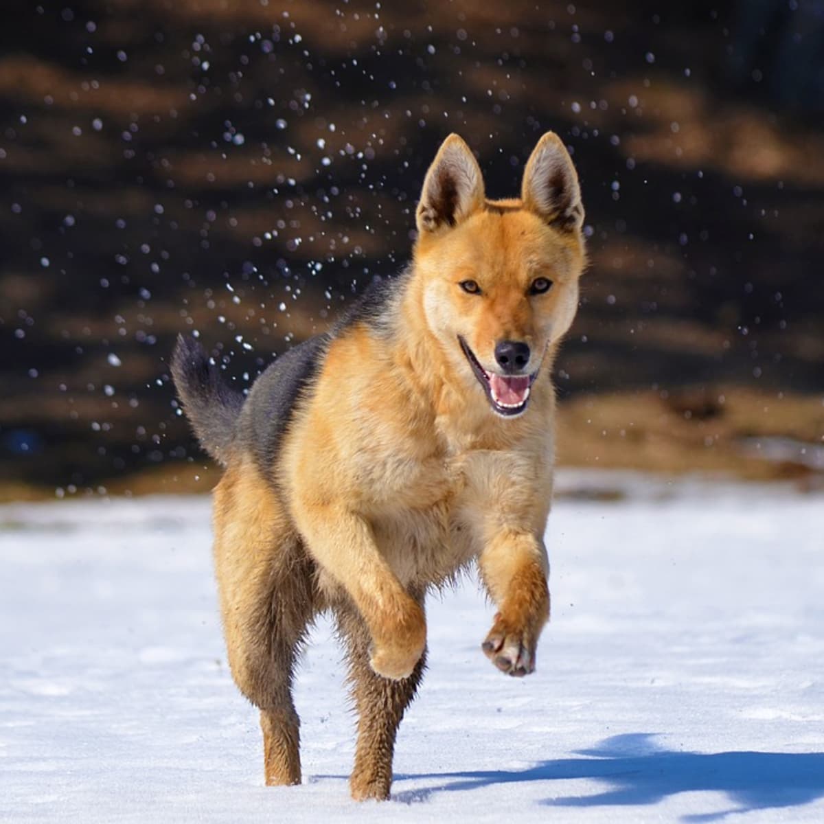 can you train a fox like a dog