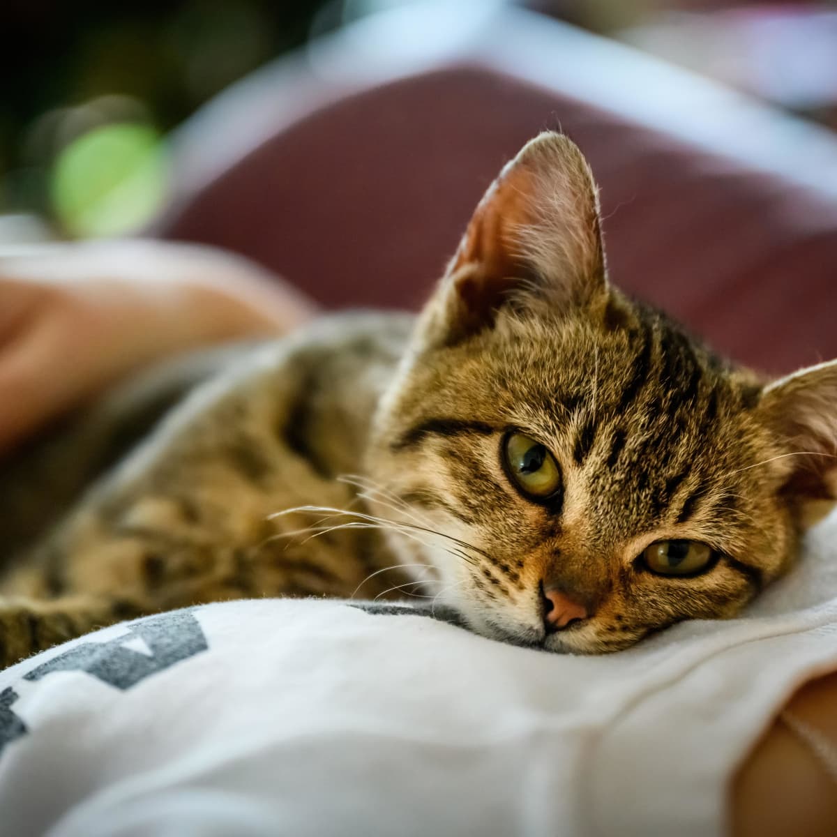 Cats React to 'Baby Talk' From Their Owners, but Not Strangers