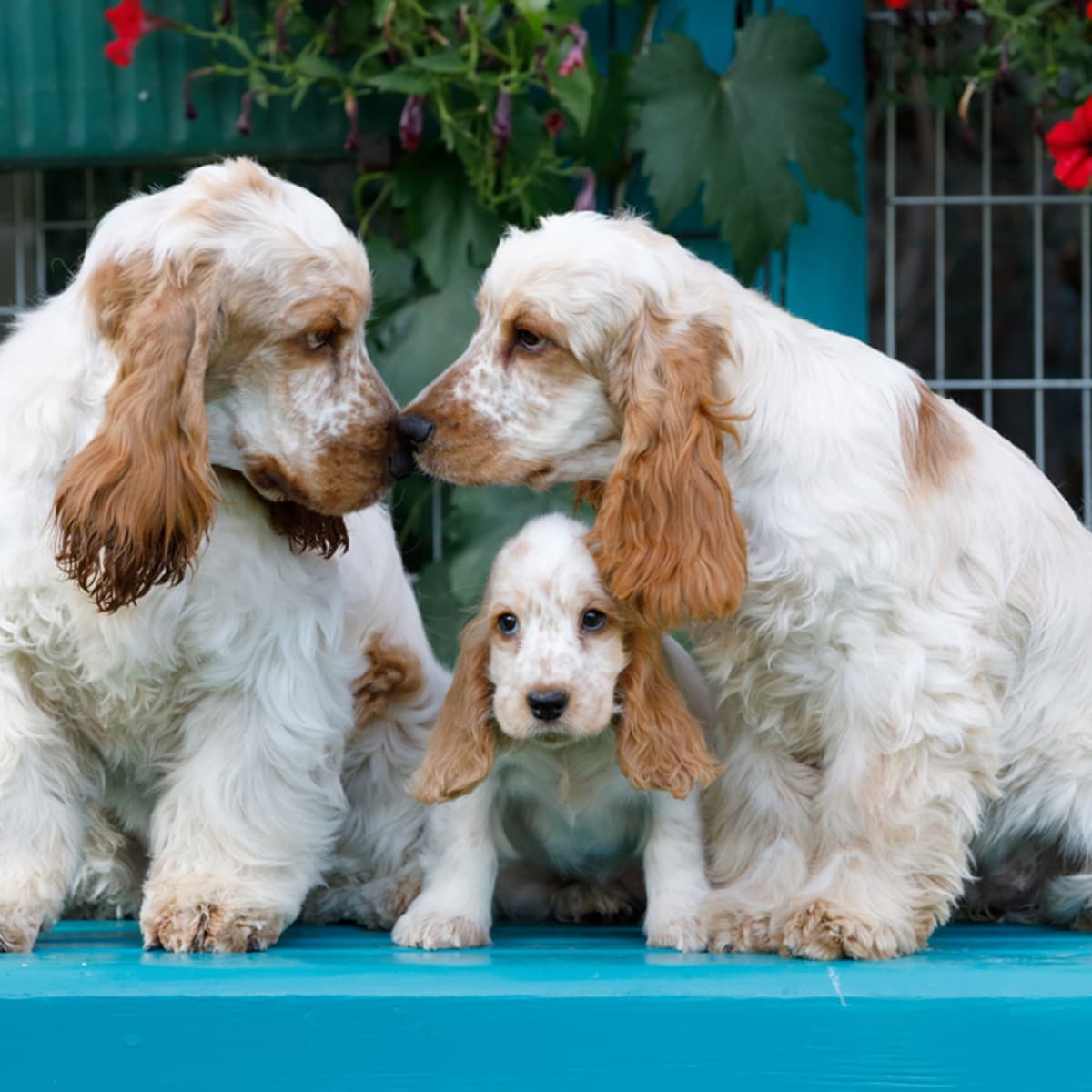 English Cocker Spaniel: The Ultimate Guide - PetHelpful