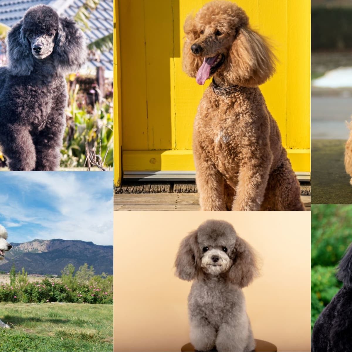 Classifying Diffe Types Of Poodles