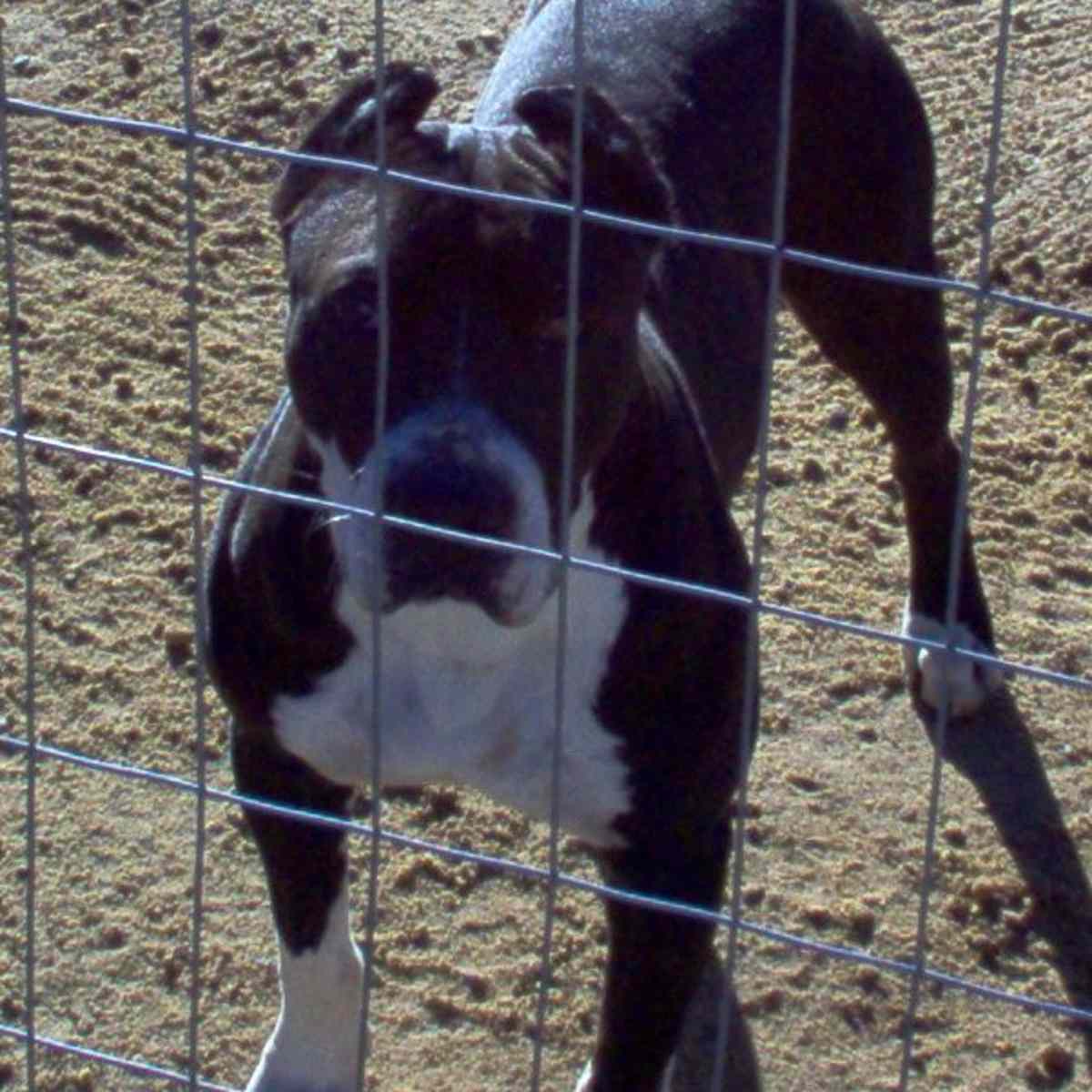 American Pit Bull Terrier Breed Standard - HubPages, image size:1200x1200