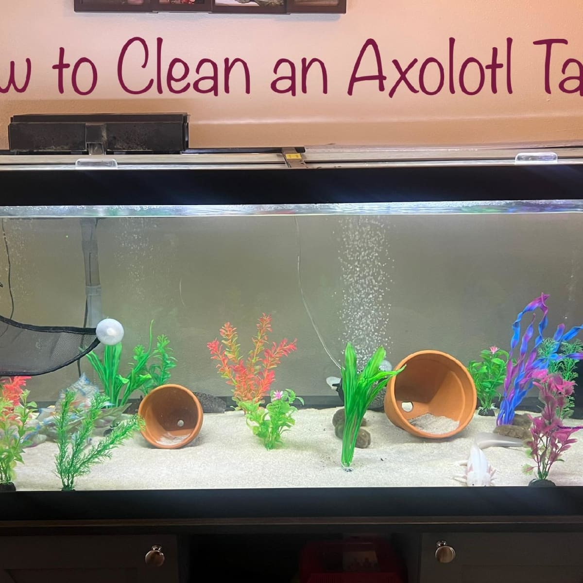 axolotl fish tank