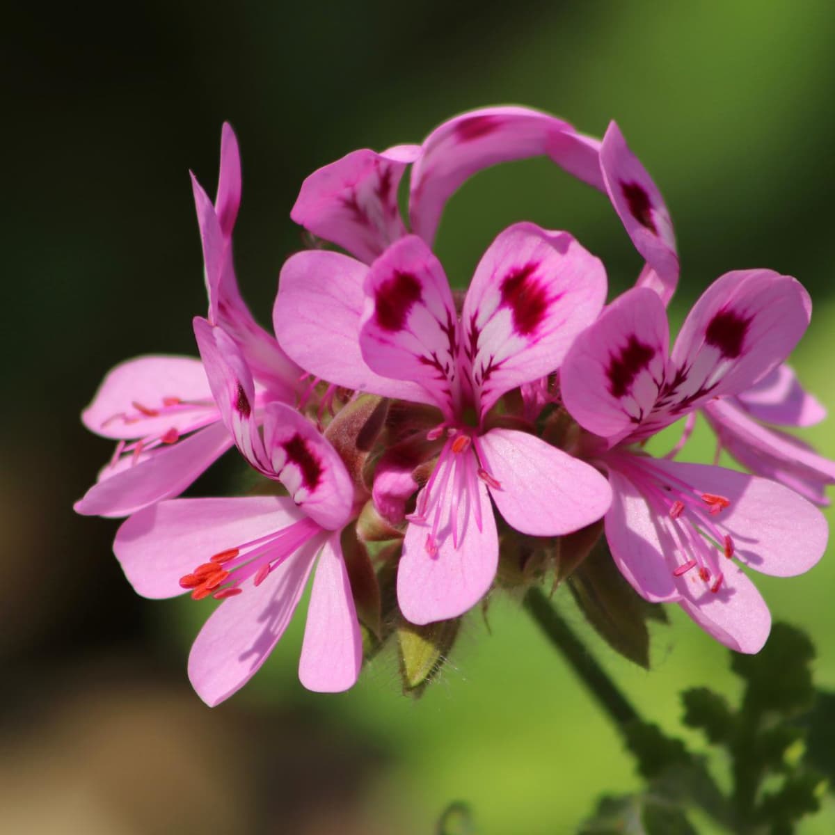 The Benefits Uses of Pelargonium Your Garden and Home - Dengarden