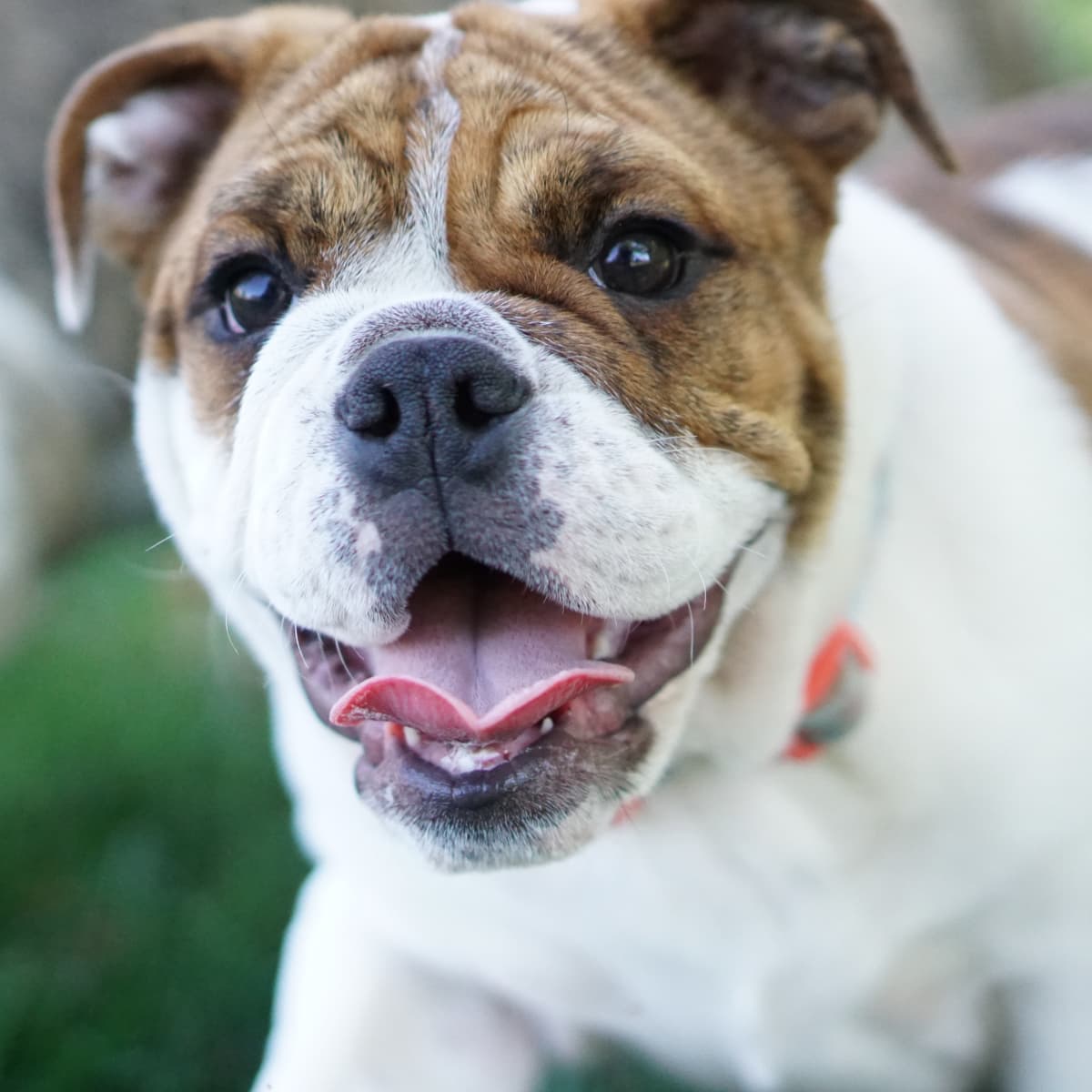 A Guide To The Different Types Of Bulldogs - Pethelpful