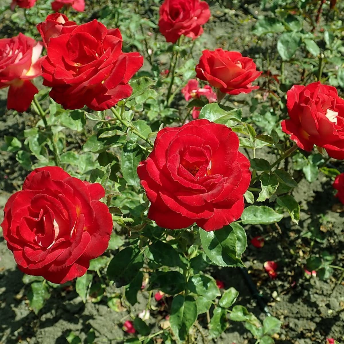 Everything To Know About The Hybrid Tea Rose