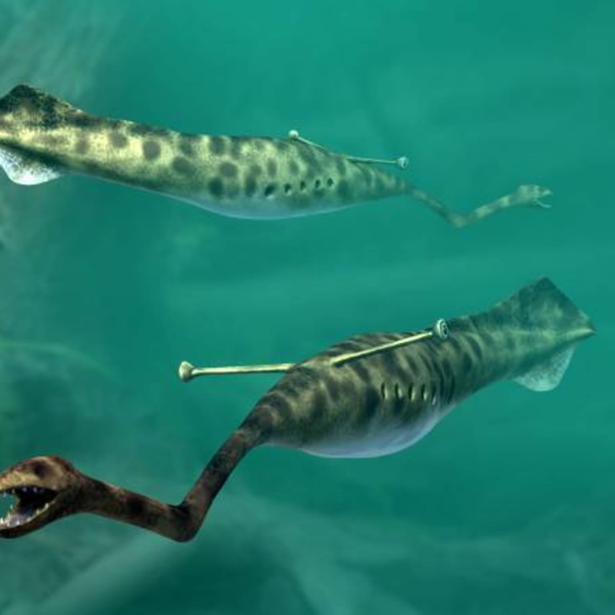 10 Bizarre Beasts That Roamed the Carboniferous Waters - Owlcation