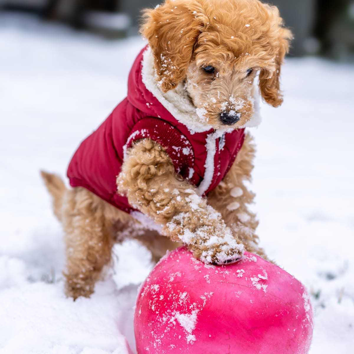 are mini poodles good family dogs