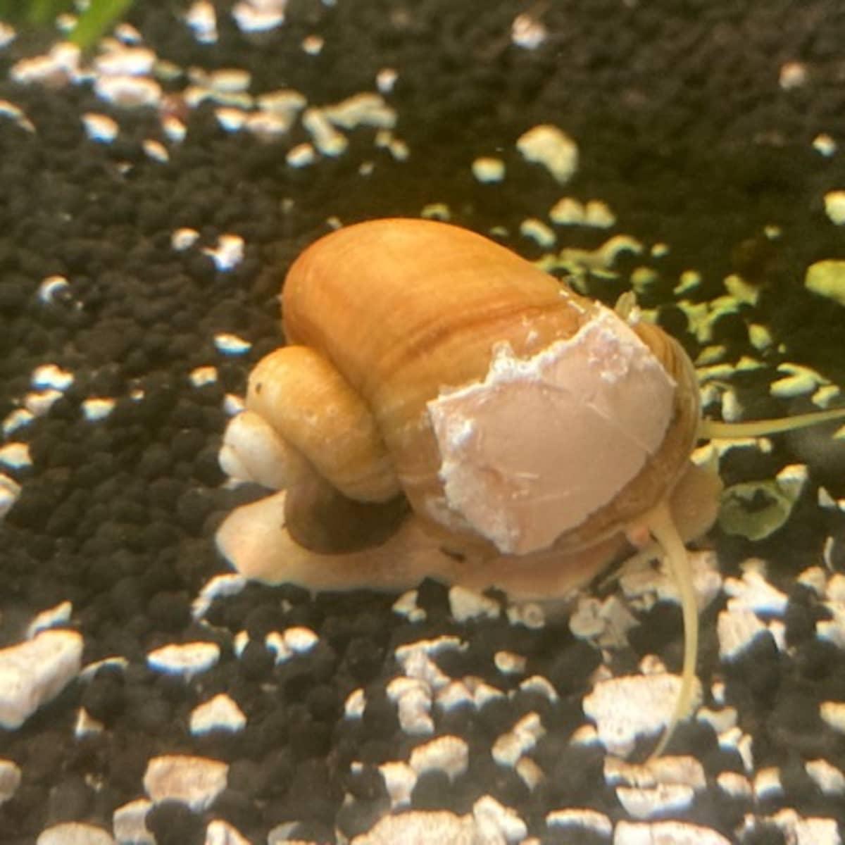 How to Help an Old or Sick Mystery Snail - PetHelpful