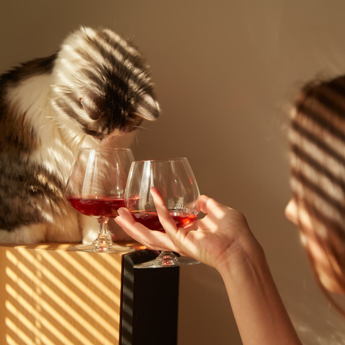 orange cat holding a glass of wine