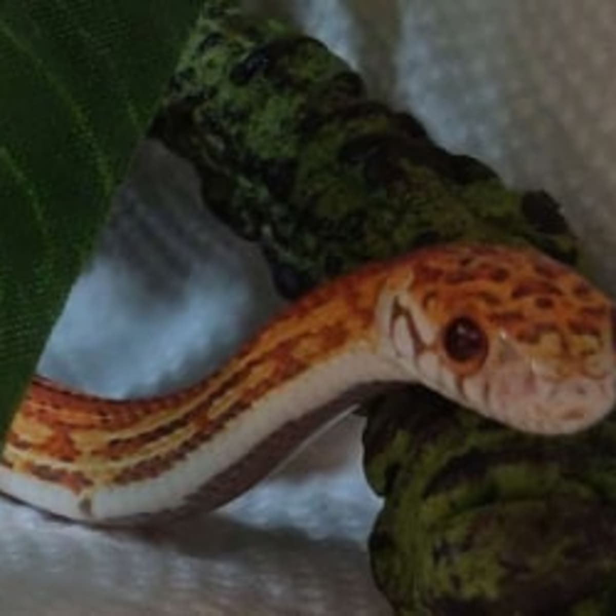 cute corn snake