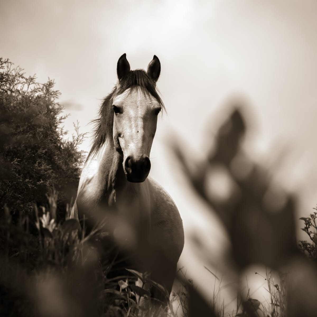 Horses and Ravens in Finnish Mythology - Owlcation