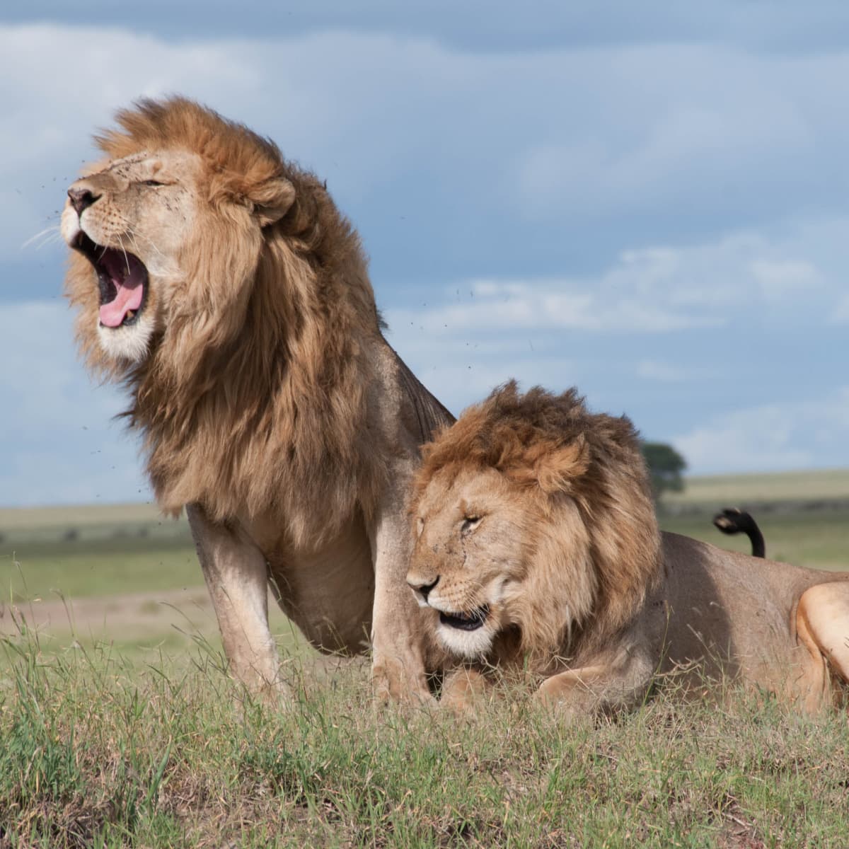 How Do Lions Hunt and Kill Their Prey? - Owlcation
