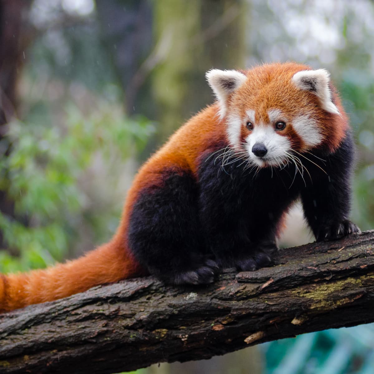 How Help Save the Red Pandas From Becoming Extinct -
