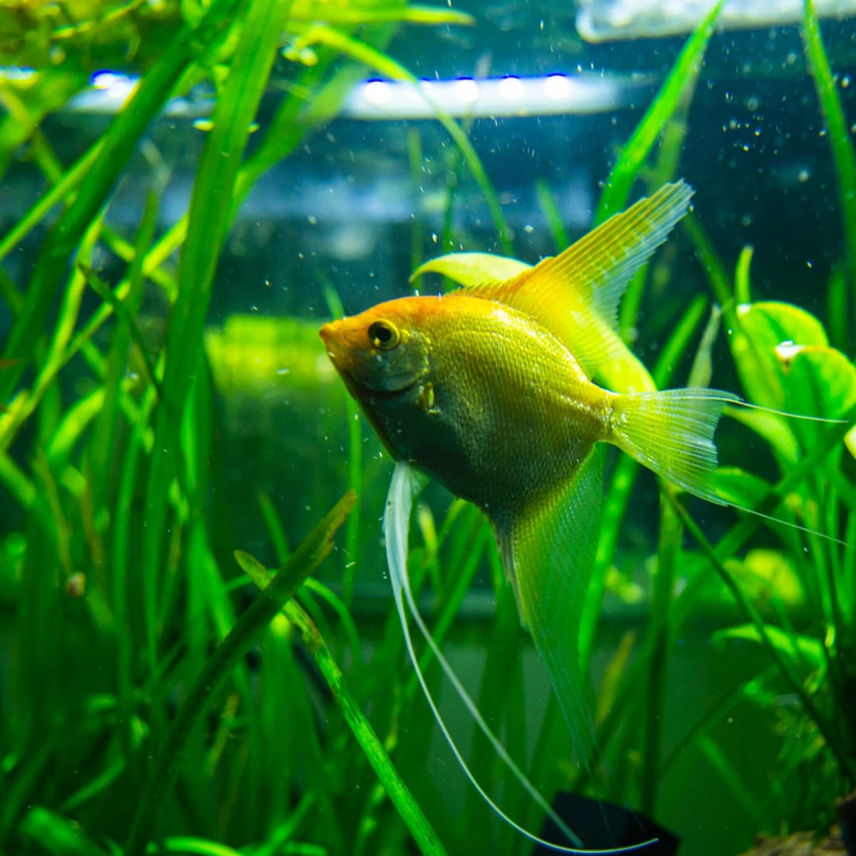 6 Easy Fish Tank Care and Maintenance Tips for Beginners - PetHelpful