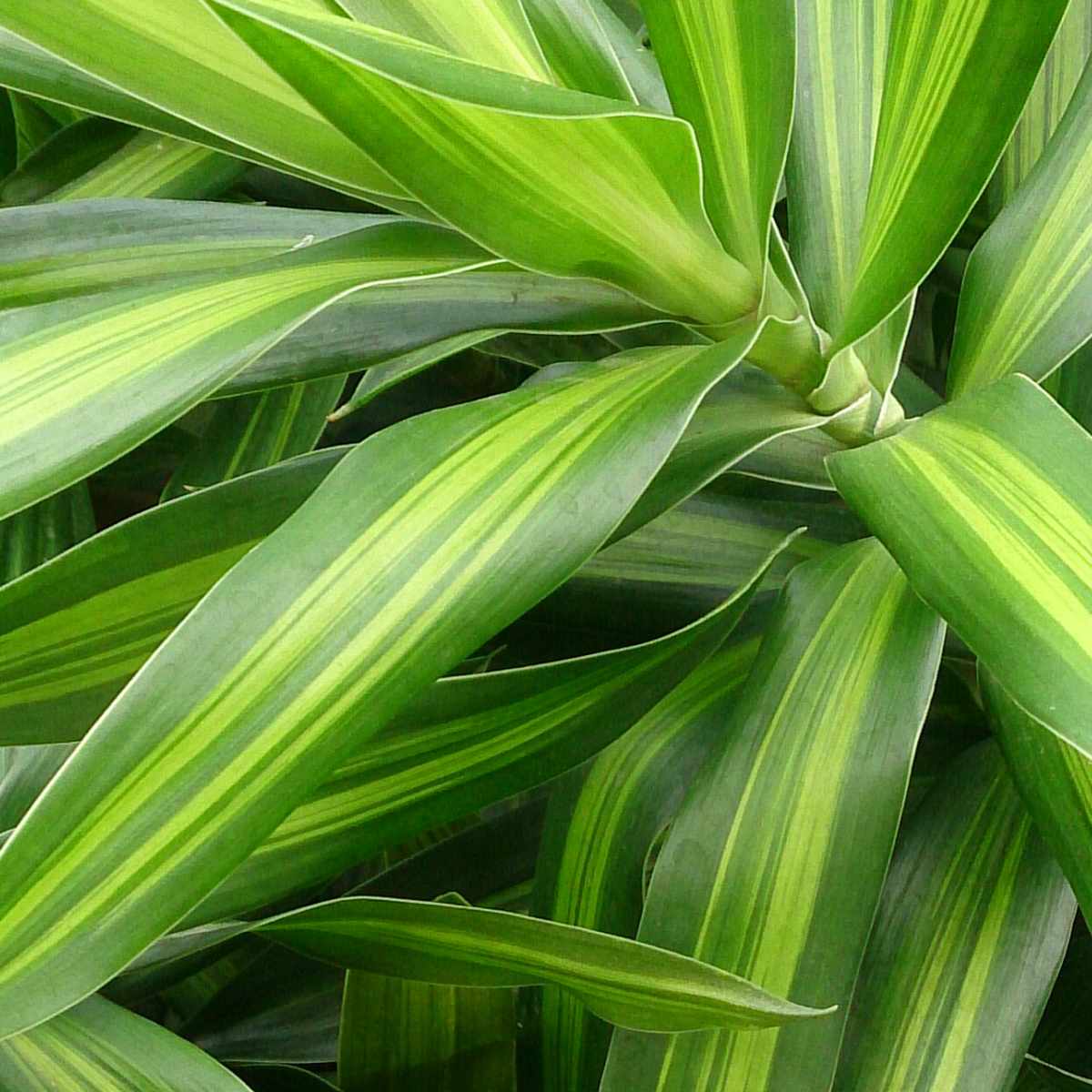 elefantenfuß kaufen 150 cm XXL Elefantenfuß Nolina kaufen – Green Me Up main image 1