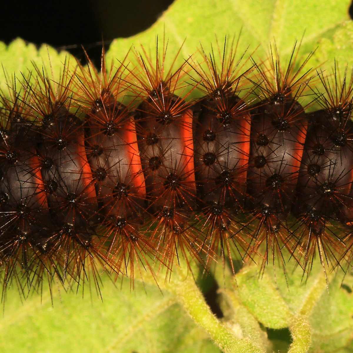 Black Fuzzy Caterpillar: The Giant Leopard Moth Caterpillar - Owlcation