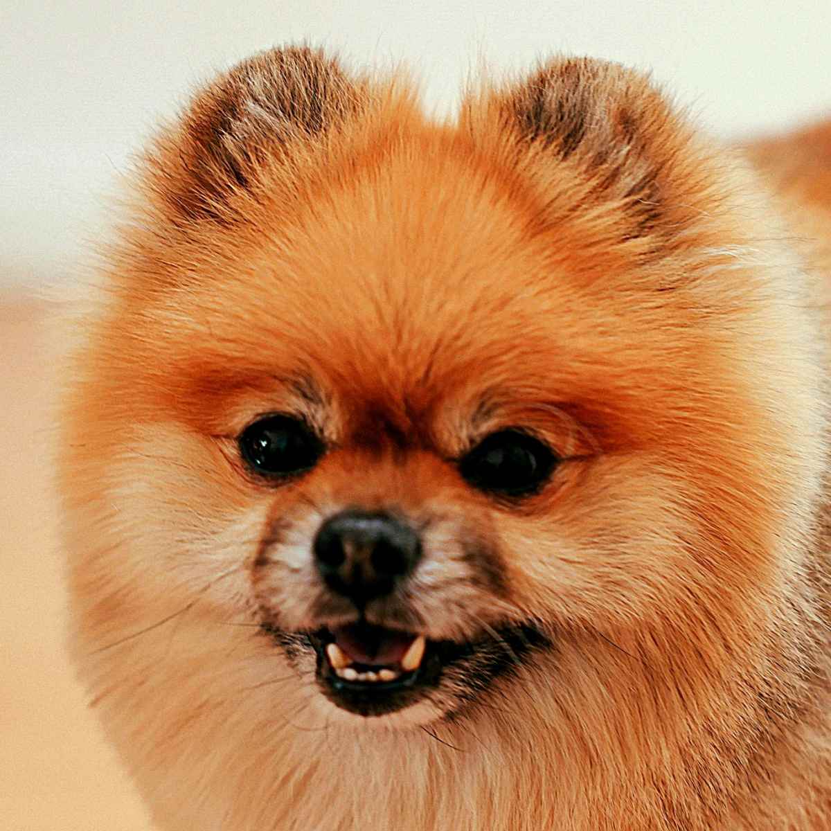 can a pomeranian stay alone