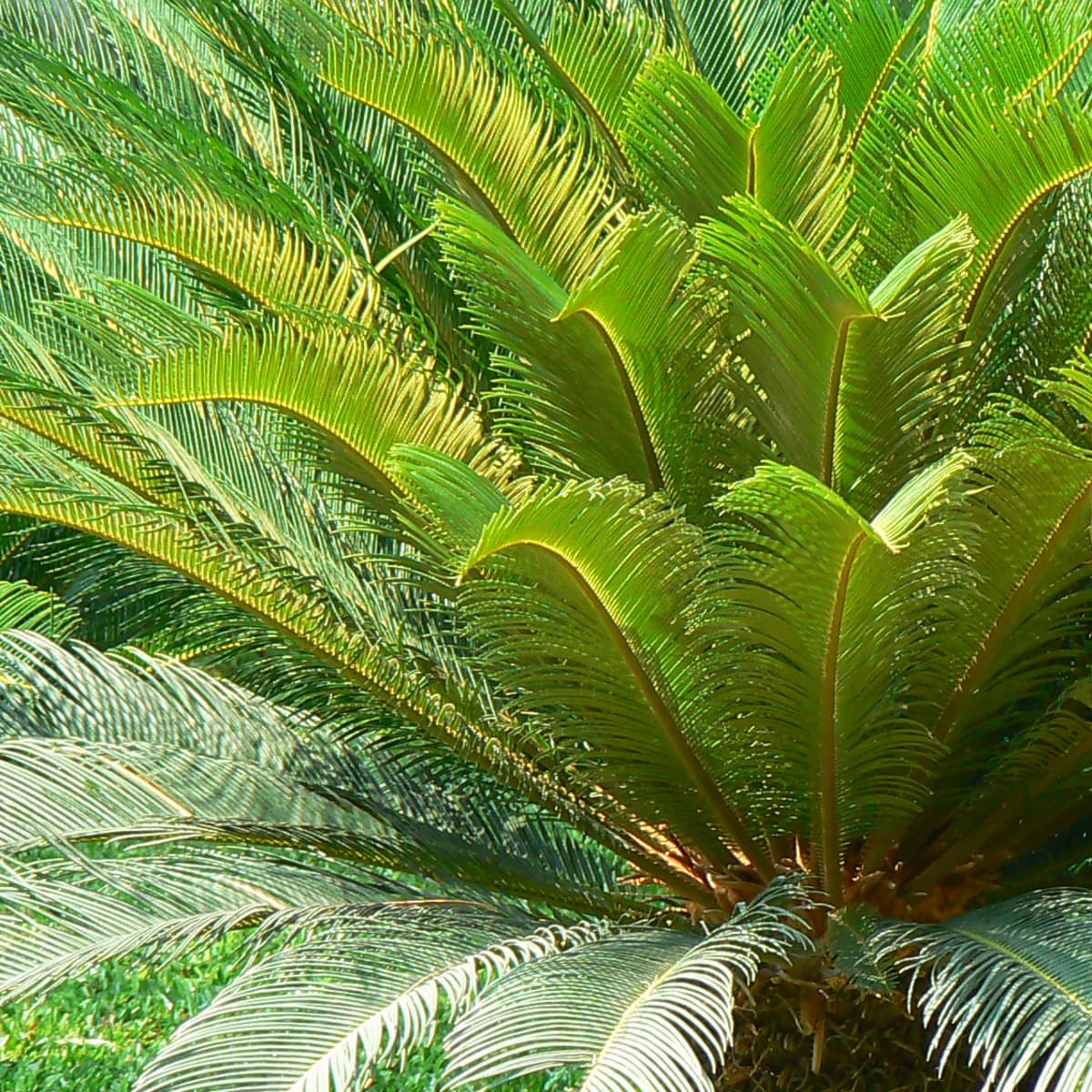 How to Care for a Sago Palm and Why They Are So Difficult