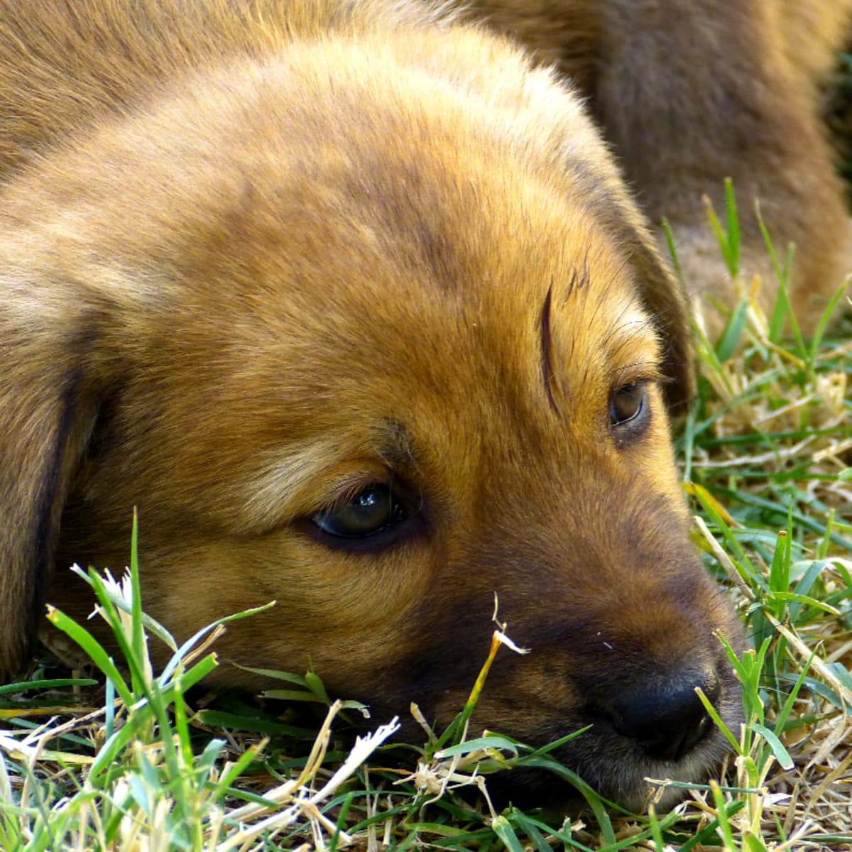 how long do dogs survive with parvo